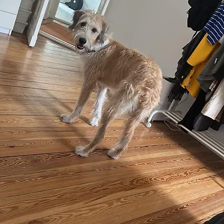 Schoenes In Charlottenburg Δωμάτια σε οικογενειακή κατοικία *